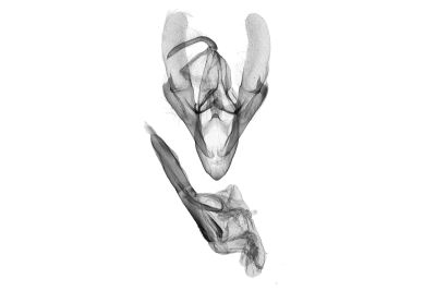觀霧奴裳蛾 Paracolax guanwuensis 雄蟲