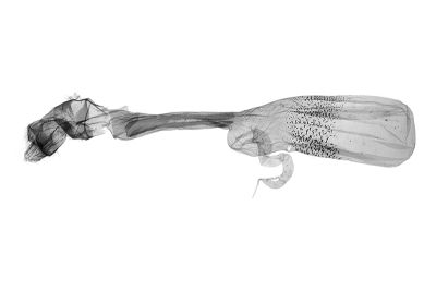 弧緣貧裳蛾 Simplicia bimarginata 雌蟲