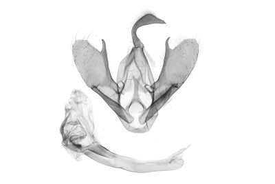 弧緣貧裳蛾 Simplicia bimarginata 雄蟲