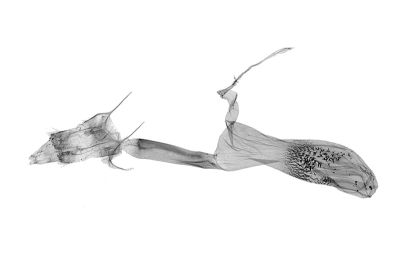 小黑帶貧裳蛾 Simplicia mistacalis 雌蟲