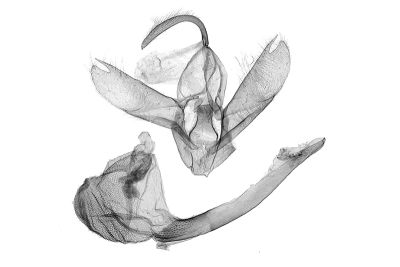 小黑帶貧裳蛾 Simplicia mistacalis 雄蟲