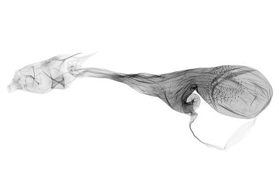 土貧裳蛾 Simplicia rhyal 雌蟲