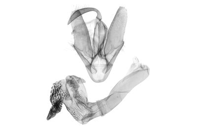 基空貧裳蛾 Simplicia simplicissima 雄蟲