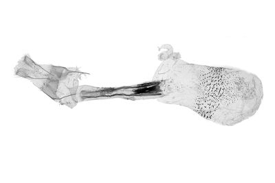 亞巨貧裳蛾 Simplicia subrevicosta 雌蟲