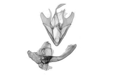 亞巨貧裳蛾 Simplicia subrevicosta 雄蟲