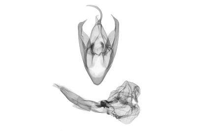 灰褐辛裳蛾 Sinarella cristulalis 雄蟲