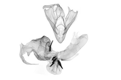 蓬萊辛裳蛾 Sinarella formosensis 雄蟲