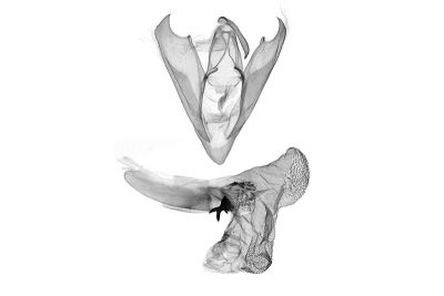 關原辛裳蛾 Sinarella guanyuanensis 雄蟲