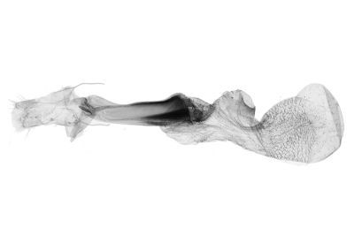 東方辛裳蛾 Sinarella orientalensis 雌蟲
