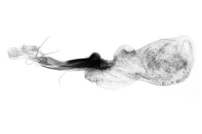 東方辛裳蛾 Sinarella orientalensis 雌蟲
