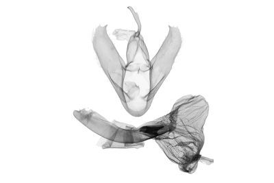 網紋辛裳蛾 Sinarella reticulata 雄蟲