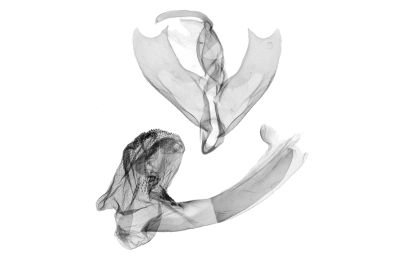 淡白辛裳蛾 Sinarella yuanyuan 雄蟲