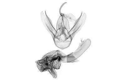 莖狹翅鬚裳蛾 Stenhypena costalis 雄蟲
