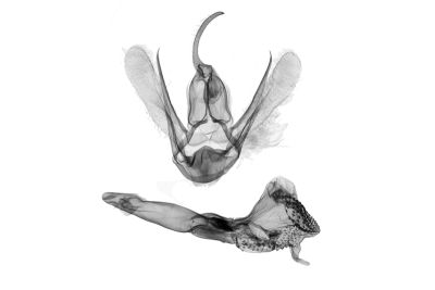 小黯狹翅鬚裳蛾 Stenhypena discolor 雄蟲