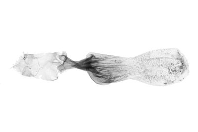 棕芊鬚裳蛾 Treitschkendia tarsipennalis 雌蟲