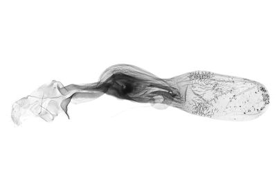 梅峰鐮鬚裳蛾 Zanclognatha meifengensis 雌蟲