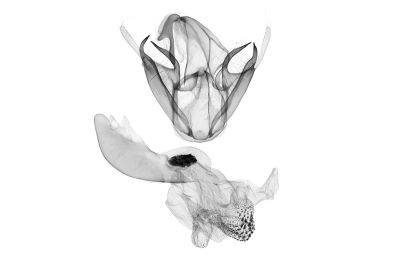 棕鐮鬚裳蛾 Zanclognatha nakatomii 雄蟲