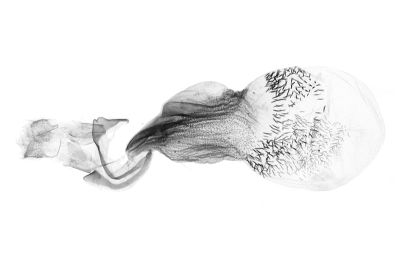 黑點鐮鬚裳蛾 Zanclognatha nigrisigna 雌蟲