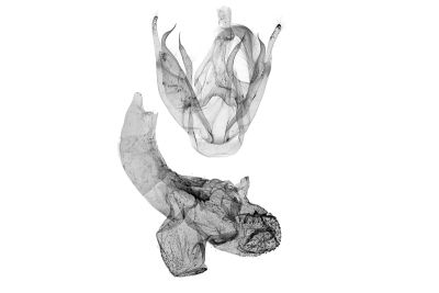 黑點鐮鬚裳蛾 Zanclognatha nigrisigna 雄蟲