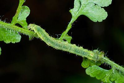 Bertula hadenalis persimilis