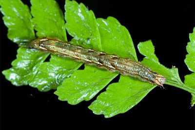 甲仙擬胸鬚裳蛾 Bertula kosemponica