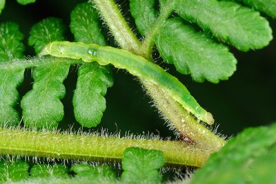 Bertula hadenalis persimilis