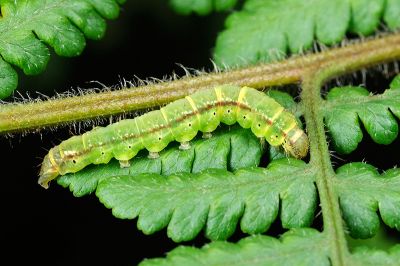 Bertula hadenalis persimilis
