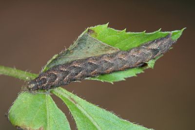 雙弧瓢鬚裳蛾 Hipoepa biasalis