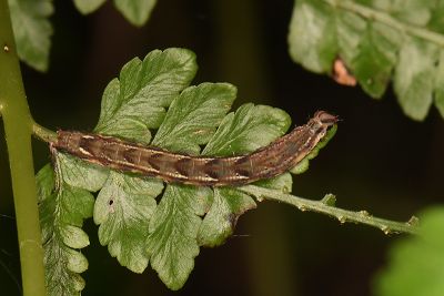 甲仙擬胸鬚裳蛾 Bertula kosemponica