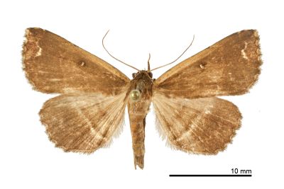 廣櫛裳蛾 Adrapsa ablualis 雌蟲