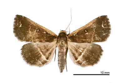 廣櫛裳蛾 Adrapsa ablualis 雌蟲