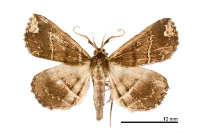 廣櫛裳蛾 Adrapsa ablualis 雄蟲