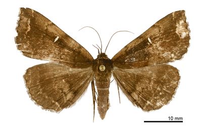 巨櫛裳蛾 Adrapsa incertalis 雌蟲