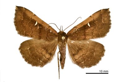 巨櫛裳蛾 Adrapsa incertalis 雌蟲