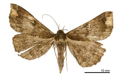 巨櫛裳蛾 Adrapsa incertalis 雄蟲