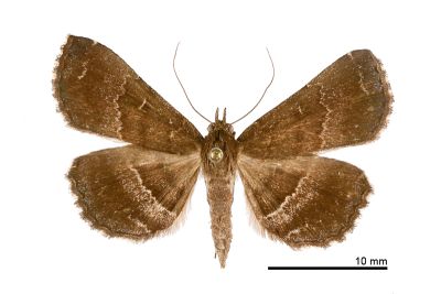 中櫛裳蛾 Adrapsa mediana 雌蟲