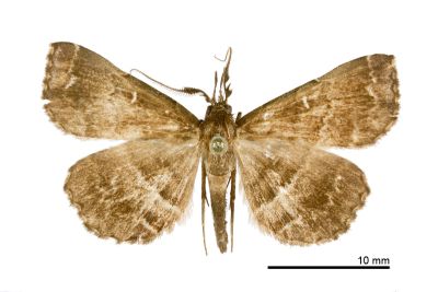 中櫛裳蛾 Adrapsa mediana 雄蟲