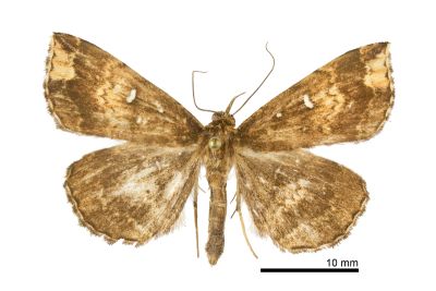土黃櫛裳蛾 Adrapsa ochracea 雌蟲