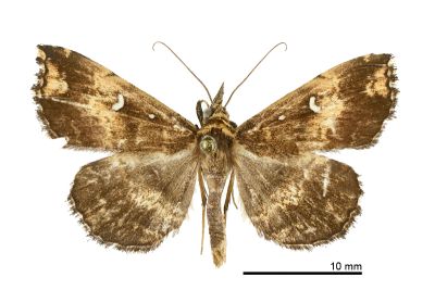 土黃櫛裳蛾 Adrapsa ochracea 雄蟲