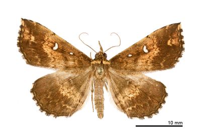 土黃櫛裳蛾 Adrapsa ochracea 雄蟲