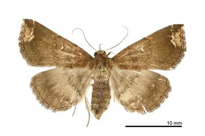 鋸帶櫛裳蛾 Adrapsa quadrilinealis 雌蟲