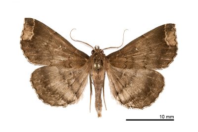 鋸帶櫛裳蛾 Adrapsa quadrilinealis 雄蟲