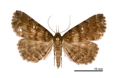 流紋櫛裳蛾 Adrapsa rivulata 雌蟲