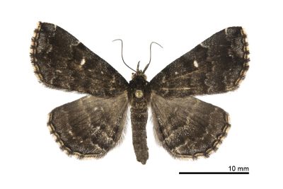 流紋櫛裳蛾 Adrapsa rivulata 雌蟲