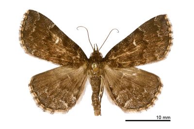 流紋櫛裳蛾 Adrapsa rivulata 雄蟲