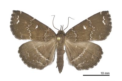 簡櫛裳蛾 Adrapsa simplex 雌蟲