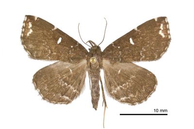 簡櫛裳蛾 Adrapsa simplex 雌蟲