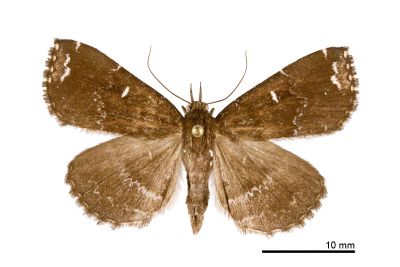 簡櫛裳蛾 Adrapsa simplex 雌蟲