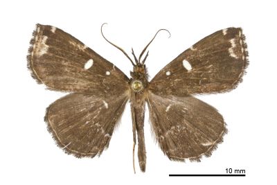 簡櫛裳蛾 Adrapsa simplex 雄蟲