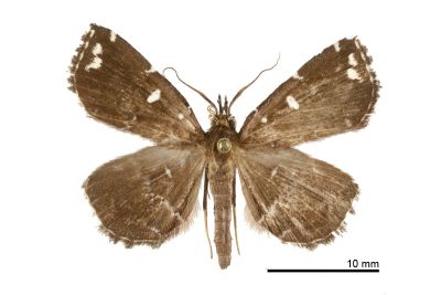 簡櫛裳蛾 Adrapsa simplex 雄蟲